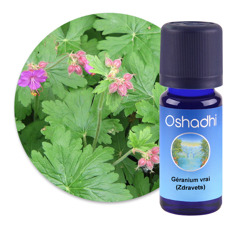 Géranium vrai (Zdravets) [1488]