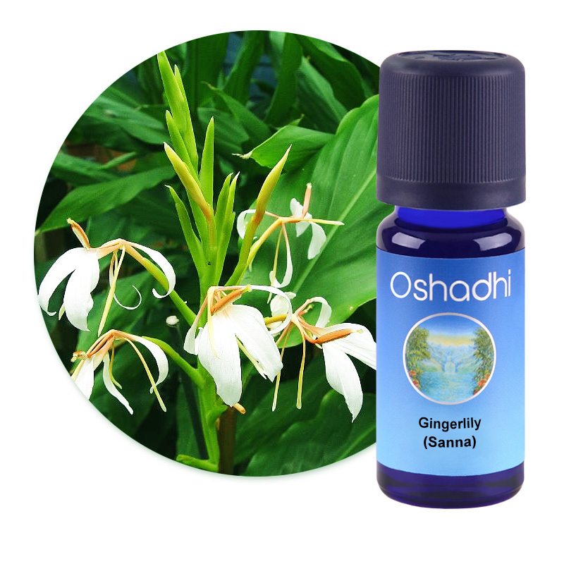 Gingerlily (Sanna) [1518]