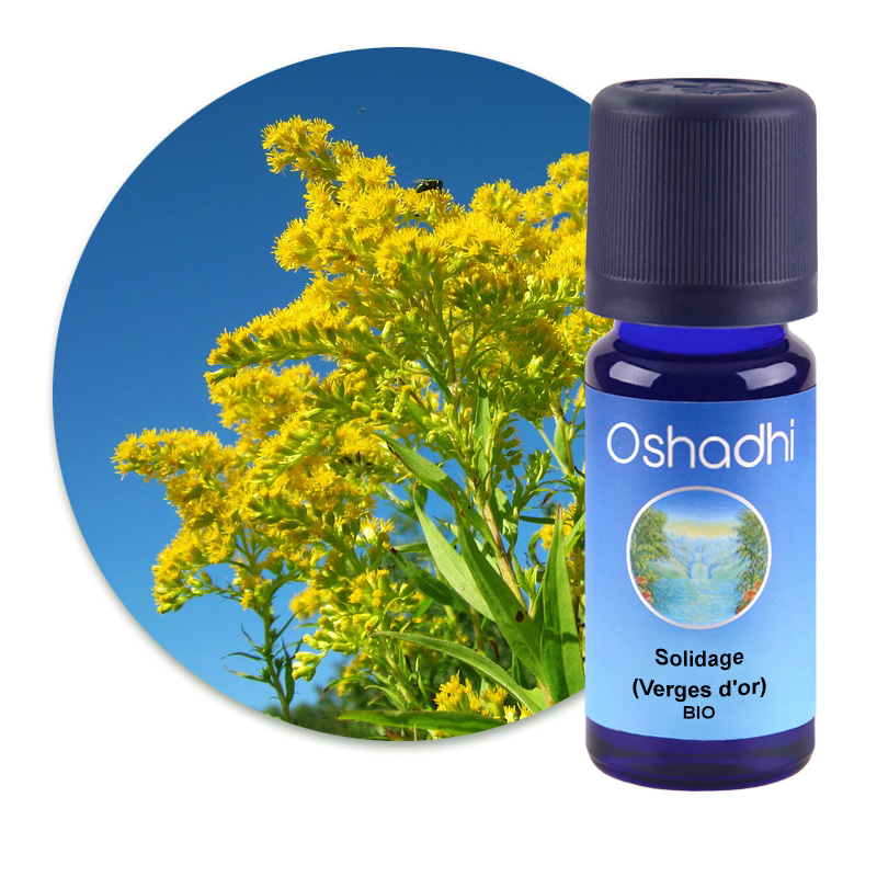 Solidage (Verges d'or) [1530]