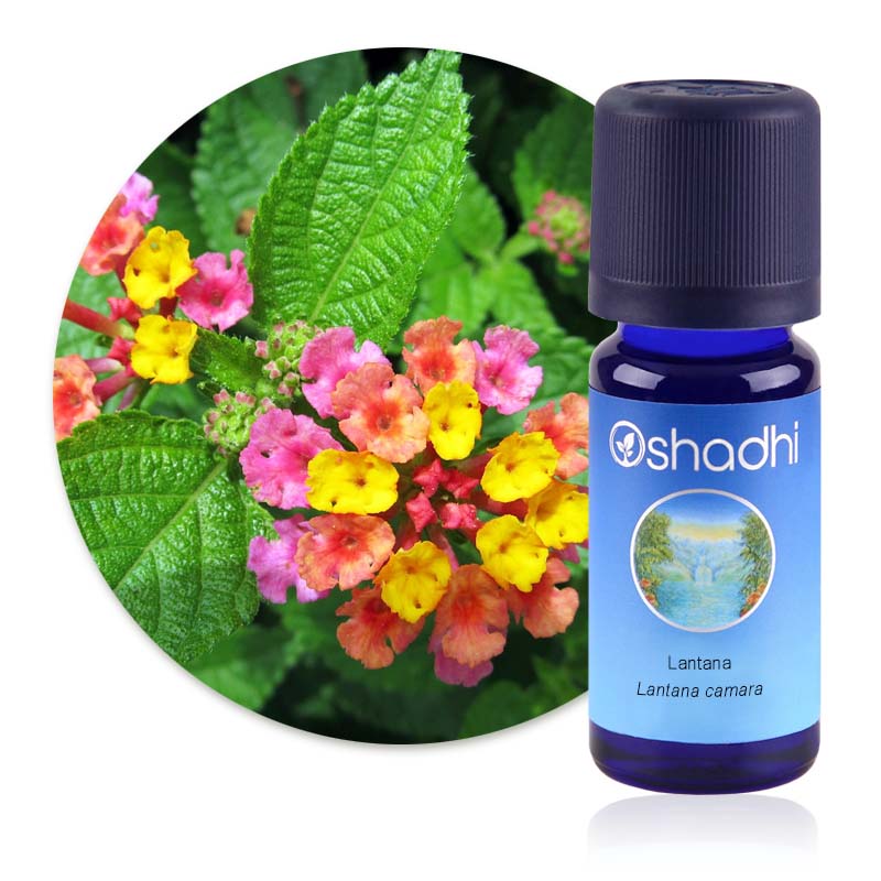Lantana [1531]