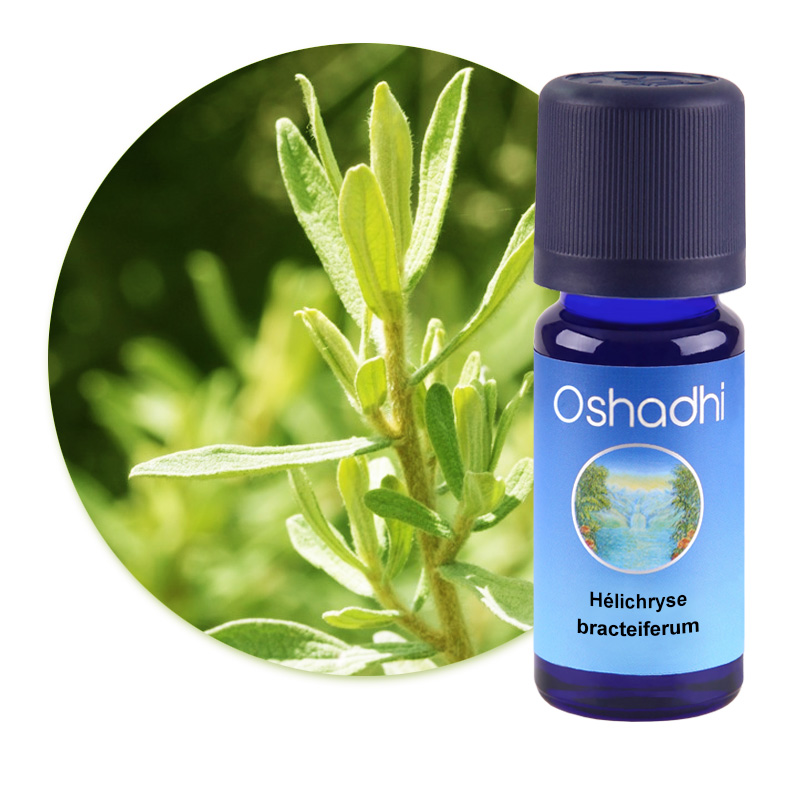 Hélichryse bracteiferum [1591]