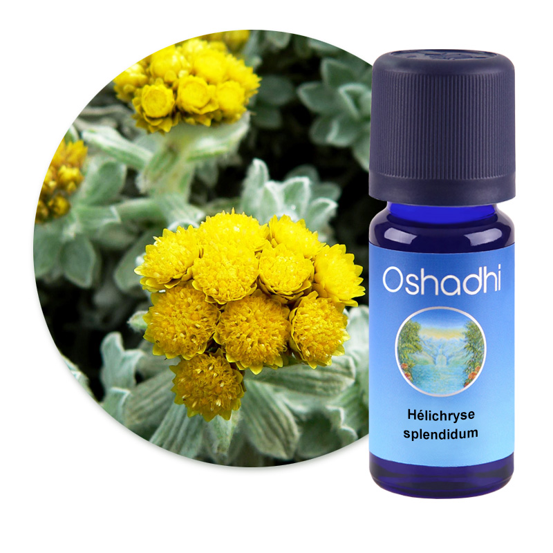 Hélichryse splendidum [1592]