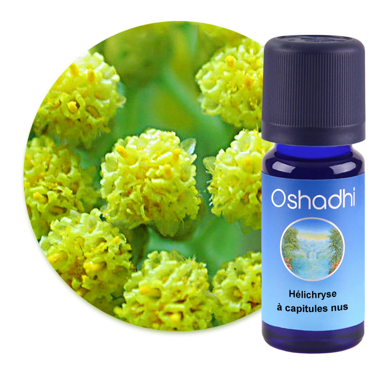 Hélichryse à capitules nus [1593]