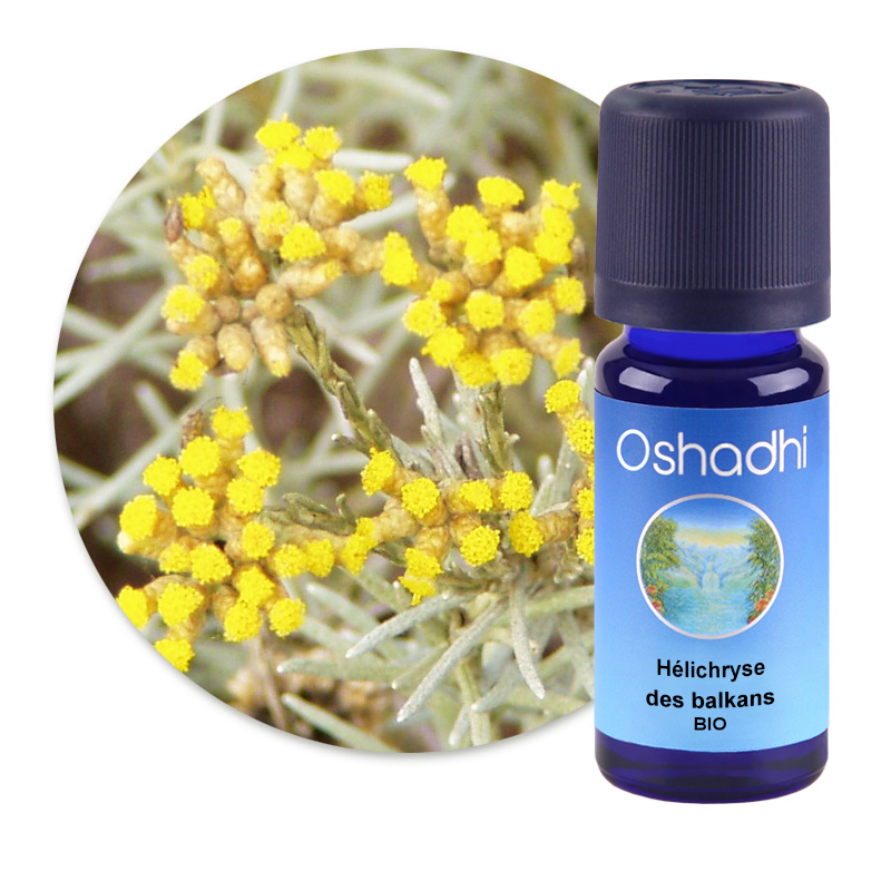 Hélichryse des balkans [1595]