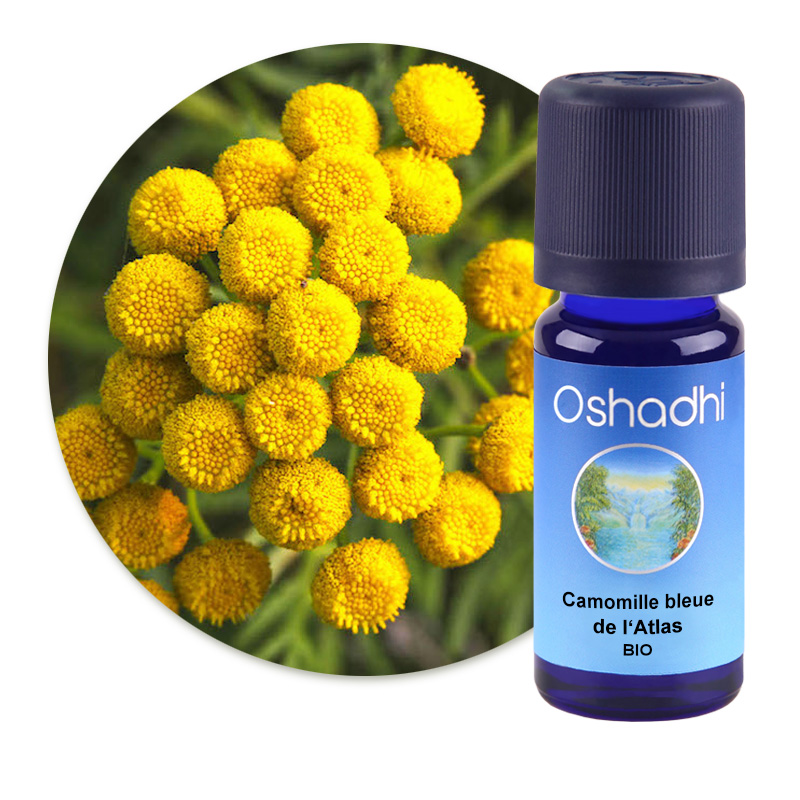 Camomille bleue de l'Atlas [1690]