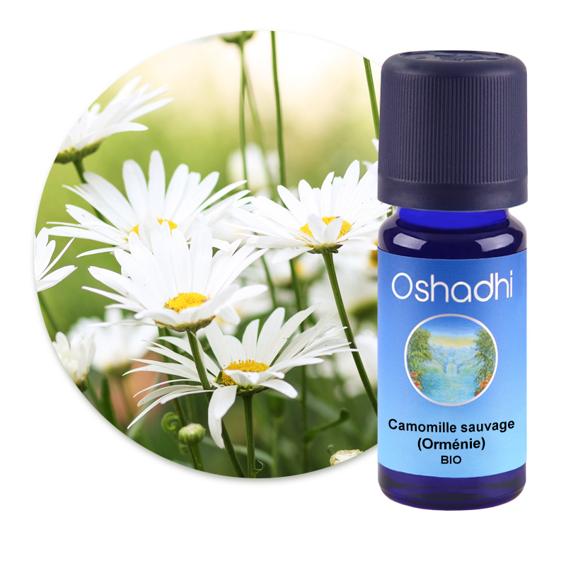 Camomille sauvage (Orménie) [1731]