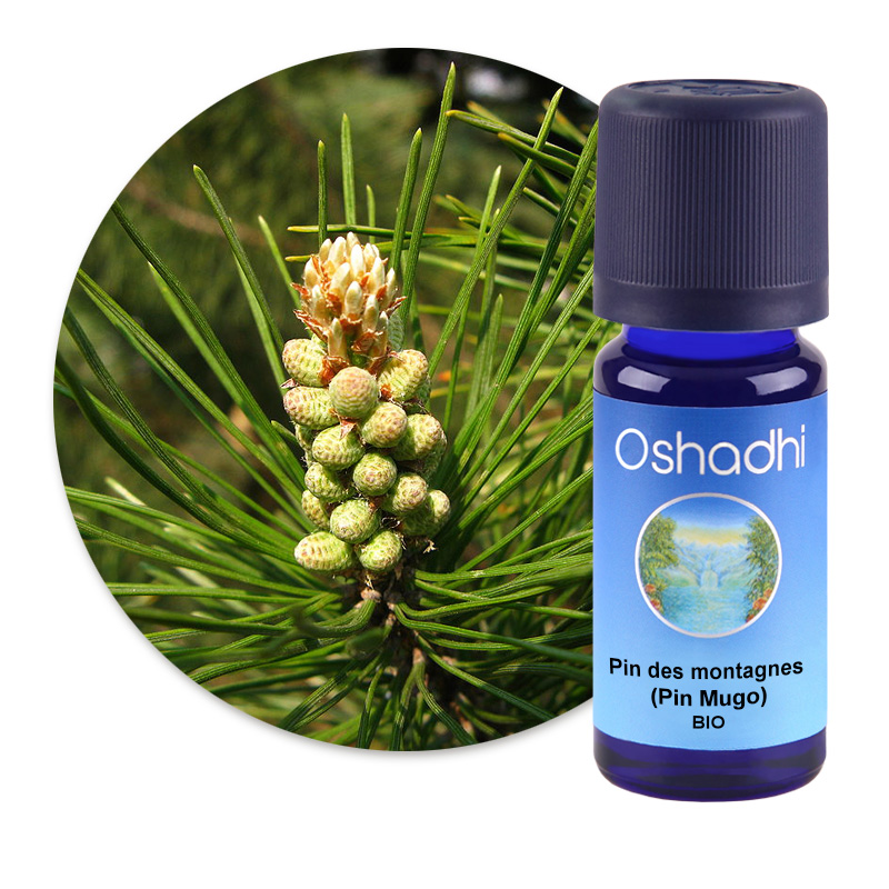 Pin des montagnes (Pin Mugo) [1765]