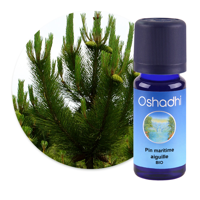 Pin maritime, aiguille [1770]