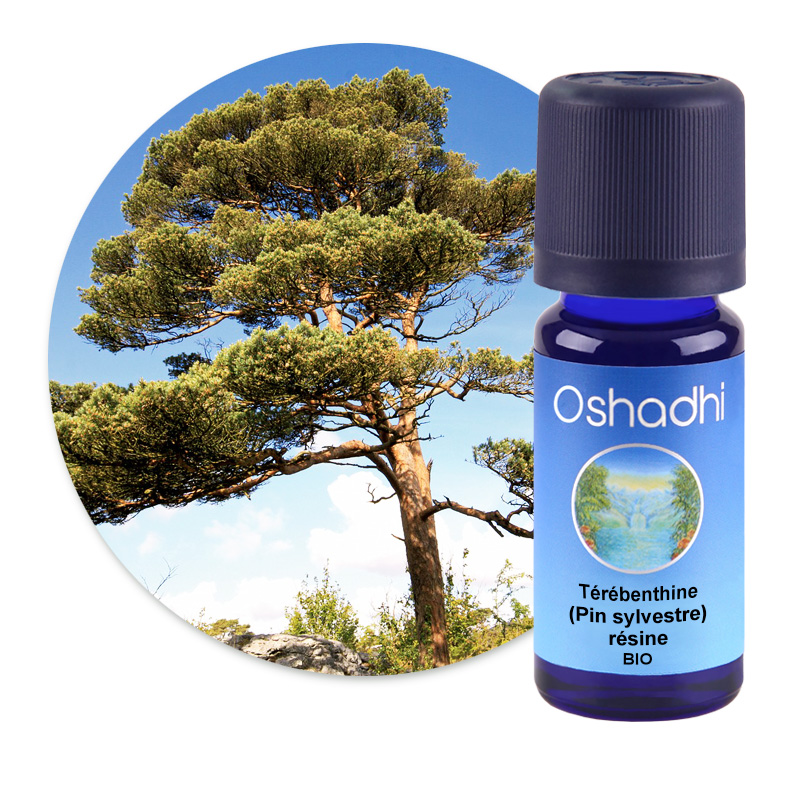 Térébenthine (Pin sylvestre), résine [1776]