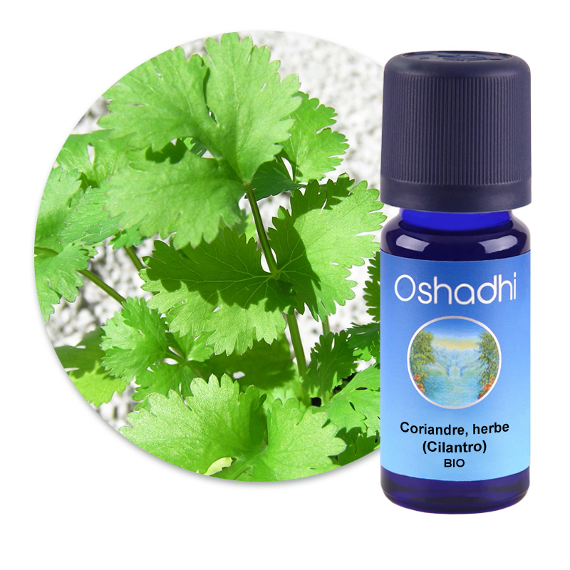 Coriandre, herbe (Cilantro) [1796]