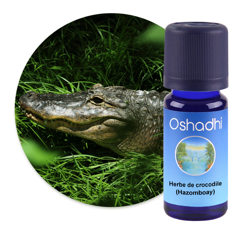 Herbe de crocodile (Hazomboay) [1803]