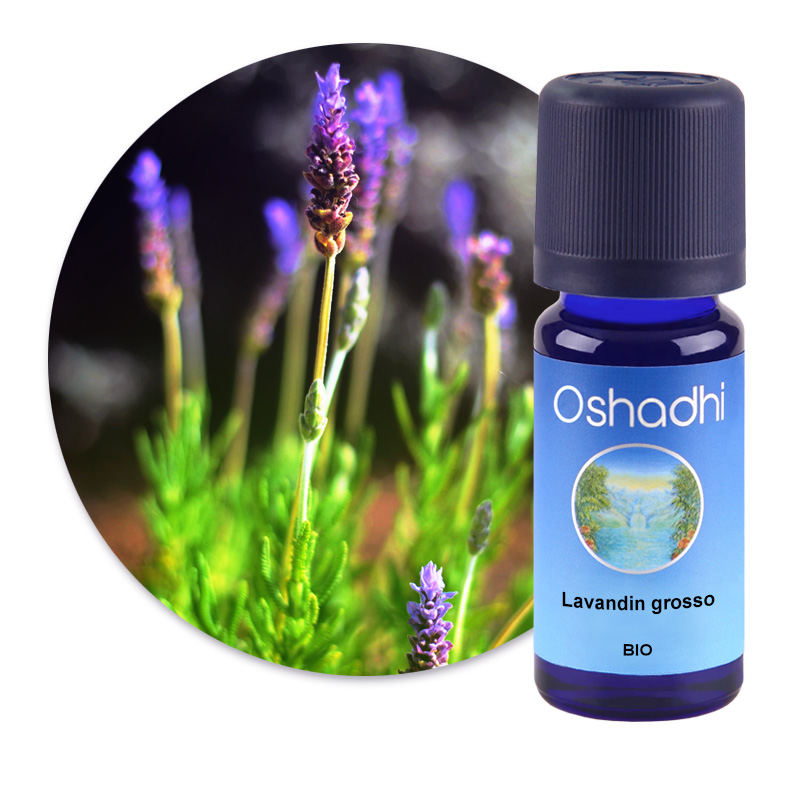 Lavandin grosso [1856]