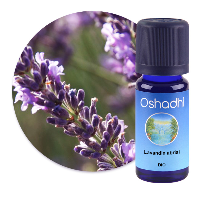 Lavandin abrial [1881]