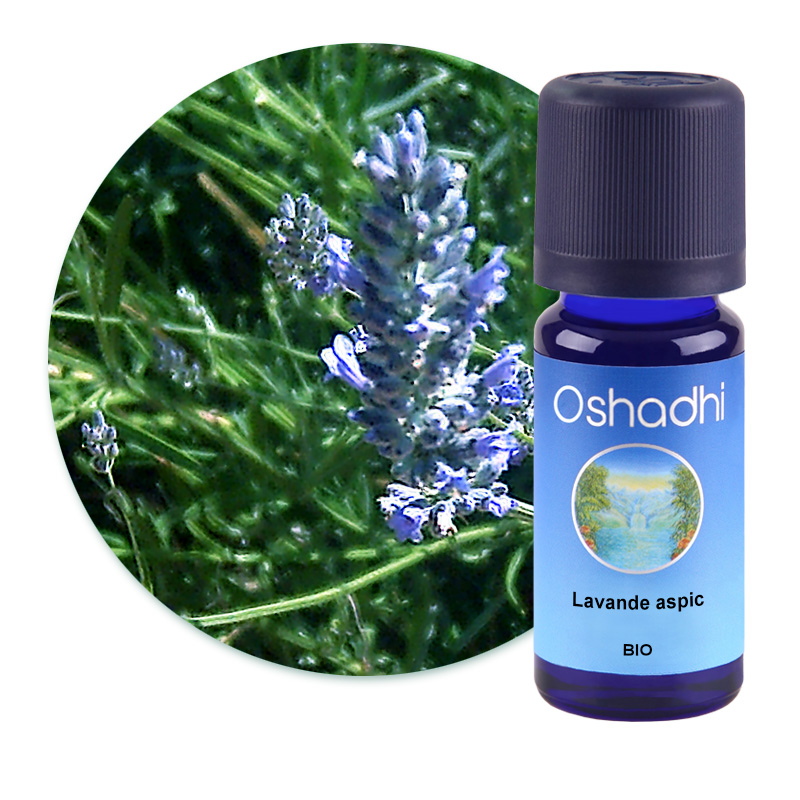 Lavande aspic [1895]