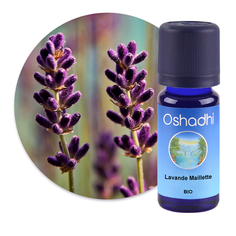 Lavande Maillette [1901]