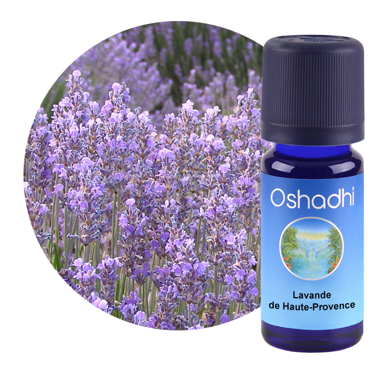 Lavande de Haute-Provence [1912]