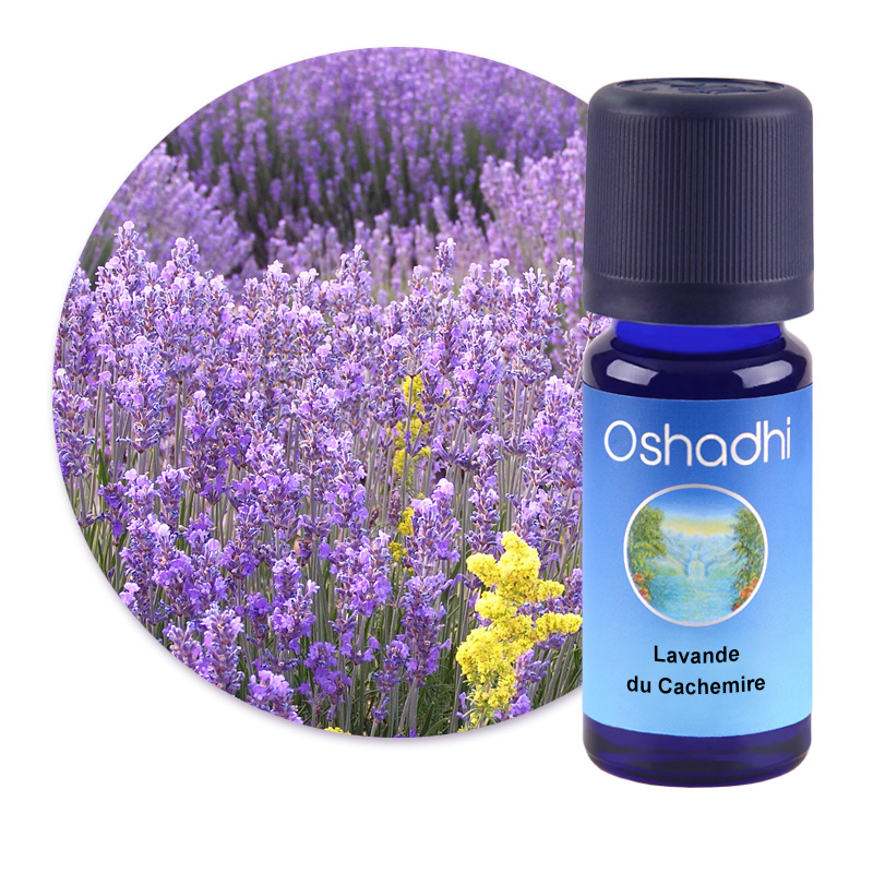 Lavande du Cachemire [1915]