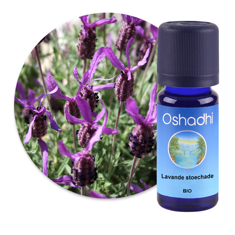 Lavande stoechade [1920]