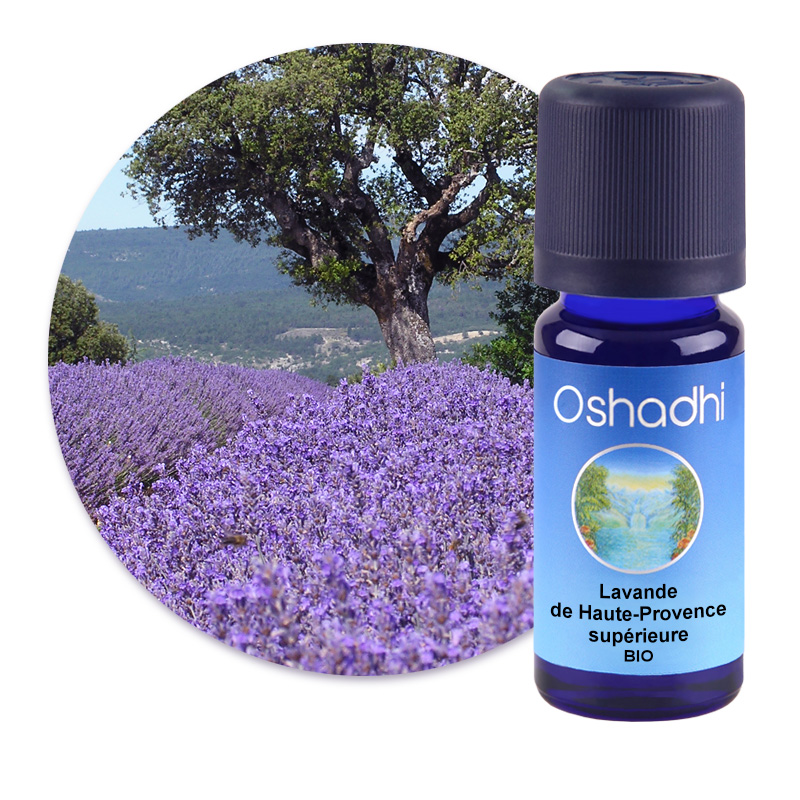 Lavande de Haute-Provence supérieure BIO [1930]