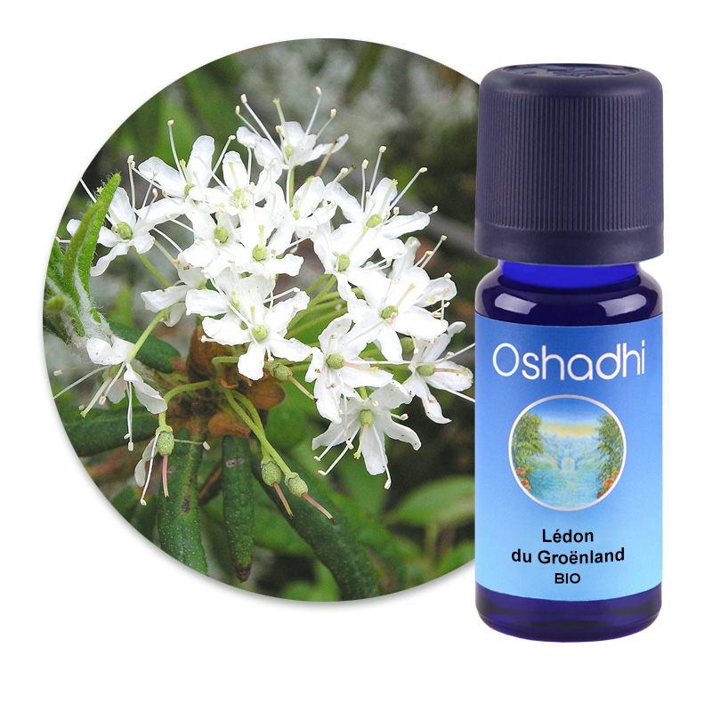 Lédon du Groënland [1935]