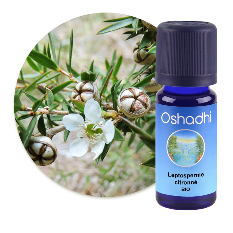 Leptosperme citronné [1956]