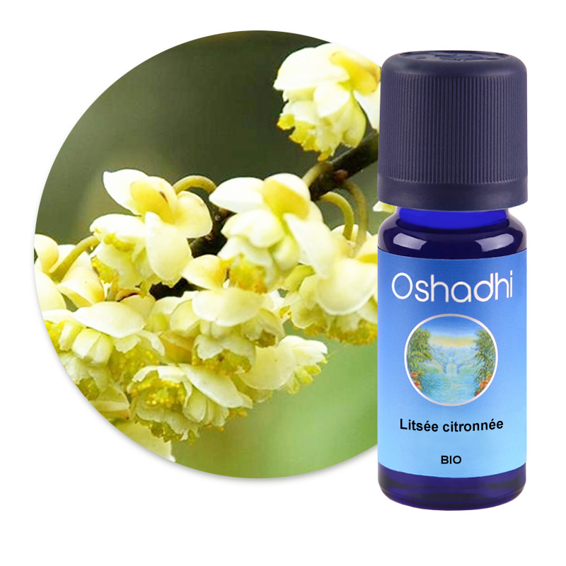 Litsée citronnée [1980]