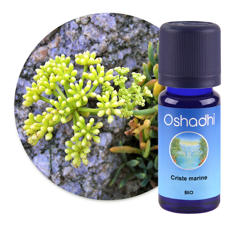 Criste marine [2048]