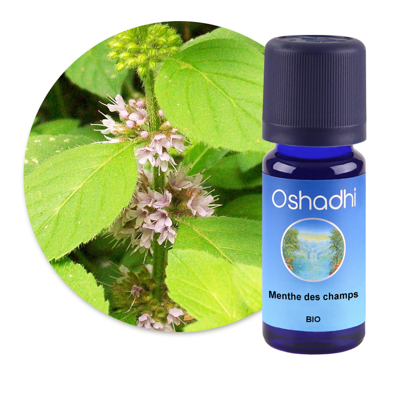 Menthe des champs [2121]