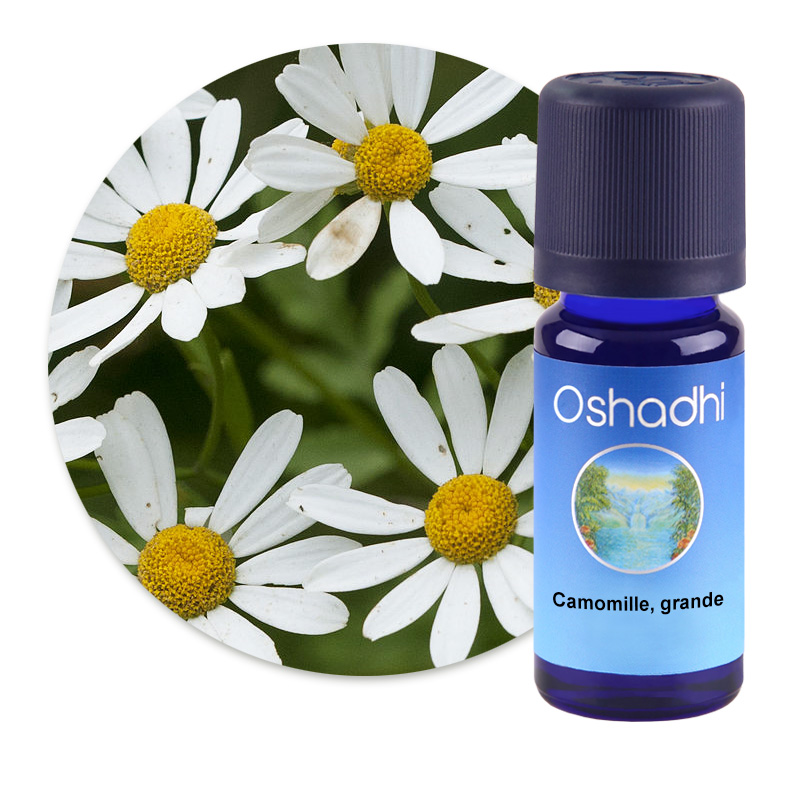 Camomille, grande [2164]