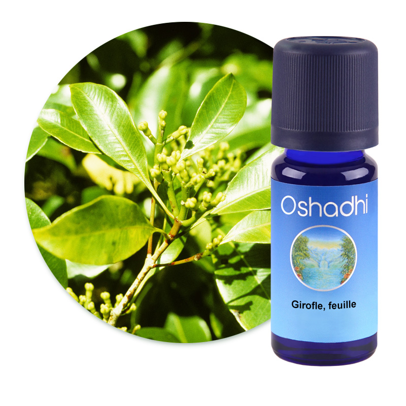 Girofle, feuille [2240]