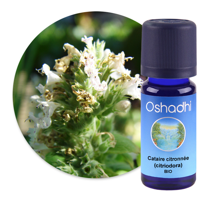 Cataire citronnée (citriodora) [2255]