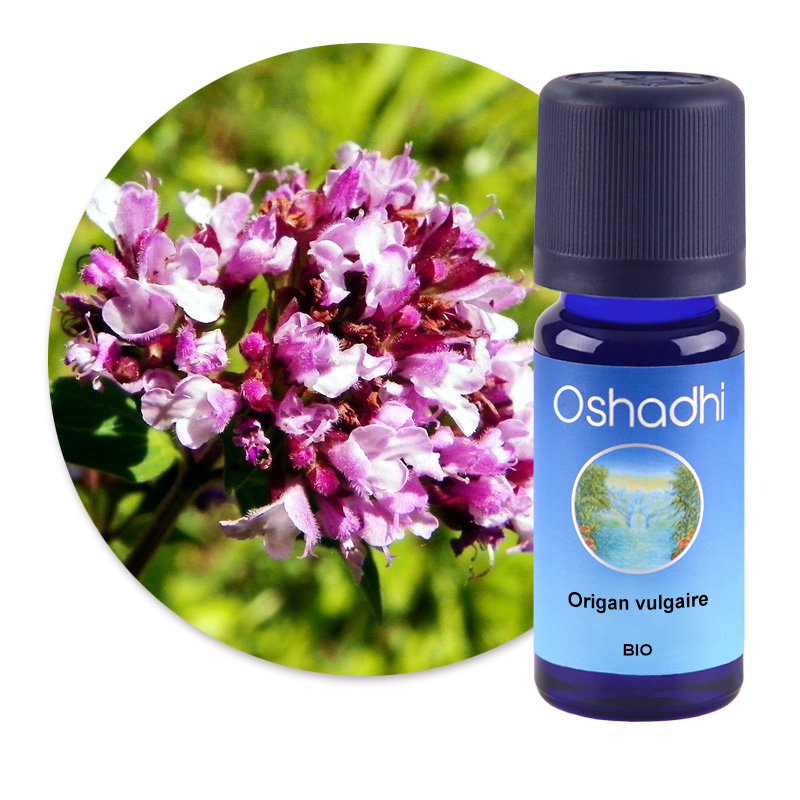 Origan vulgaire [2350]