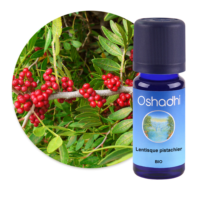 Lentisque pistachier [2505]