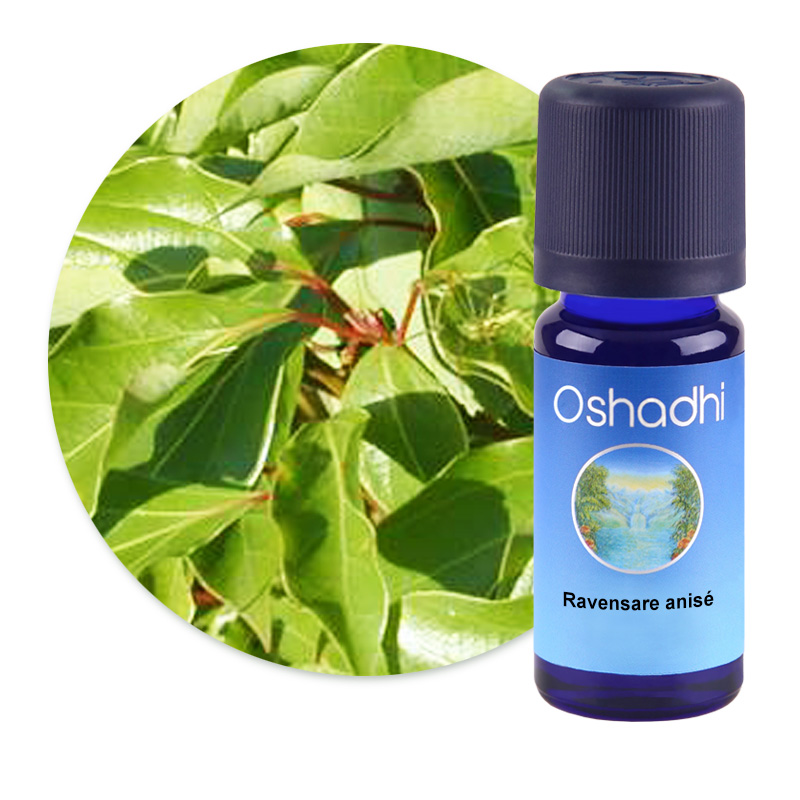 Ravensare anisé [2530]