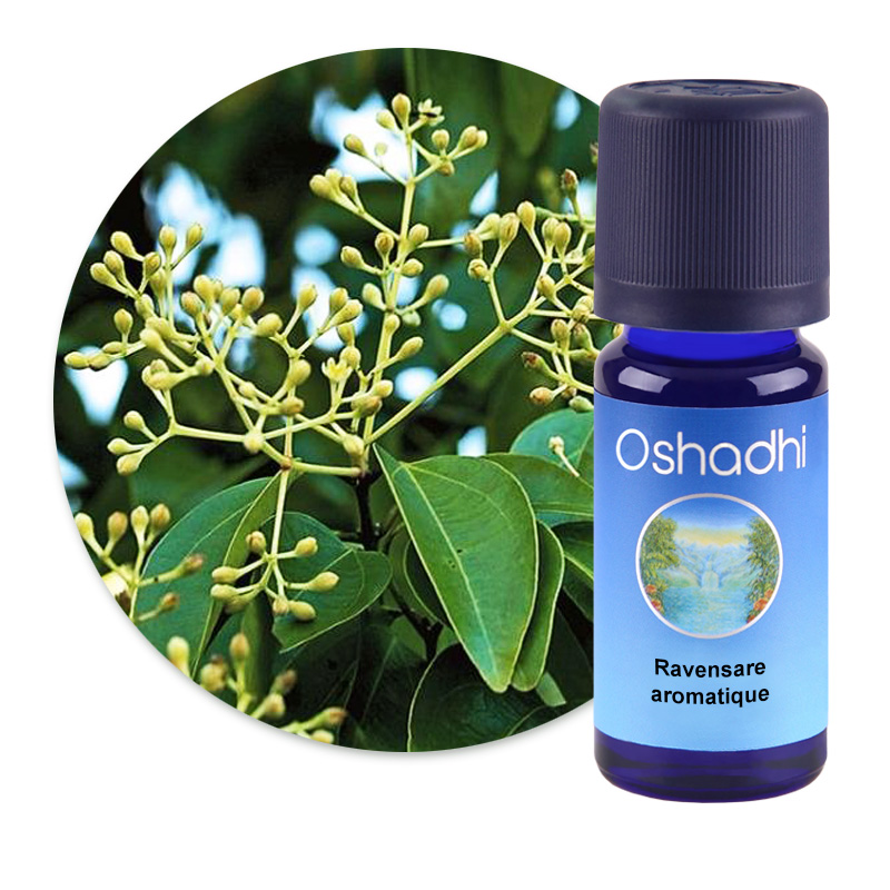 Ravensare aromatique [2532]