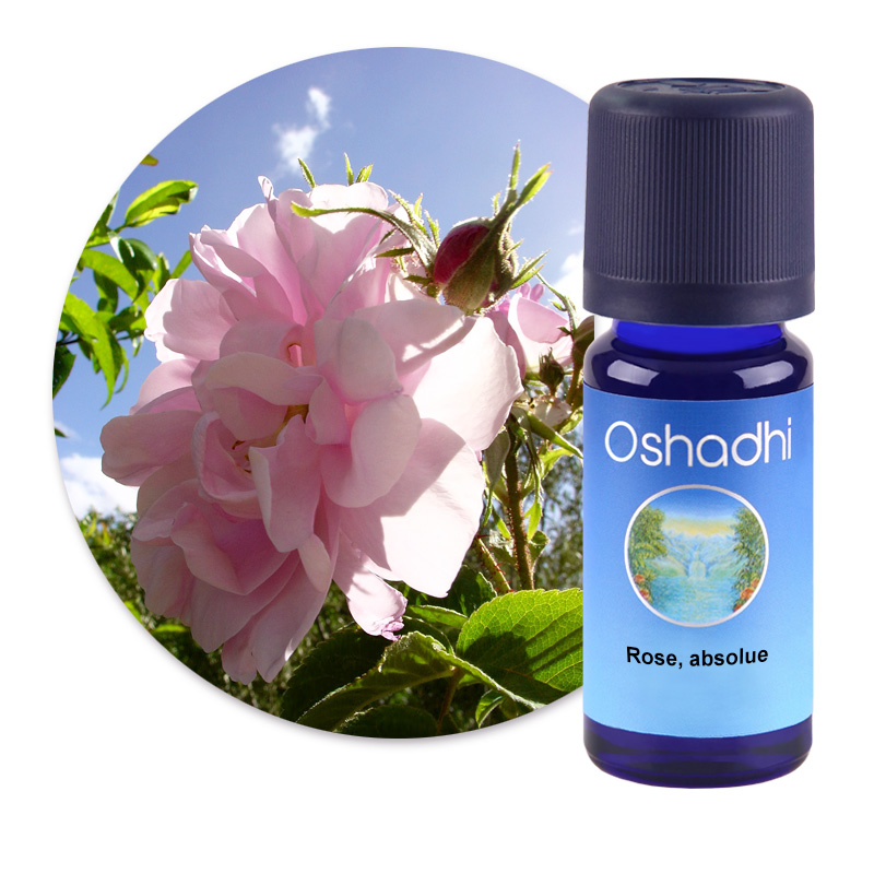 Rose, absolue [2540]