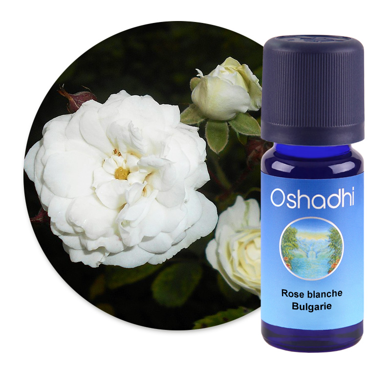 Rose blanche, Bulgarie [2565]