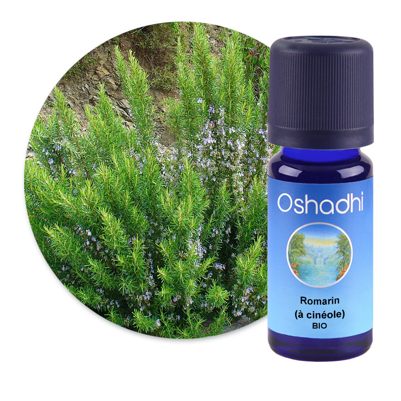 Romarin (à cinéole) [2591]