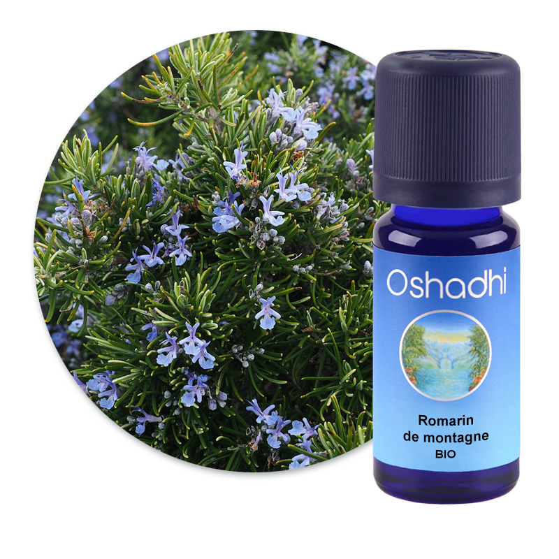 Romarin de montagne [2605]