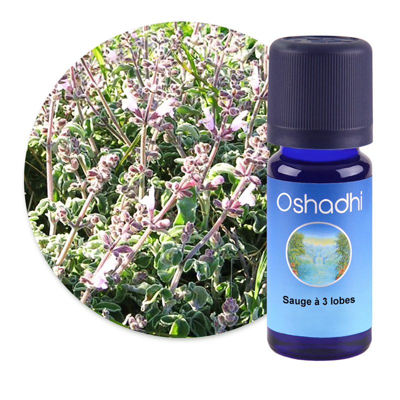 Sauge à 3 lobes [2635]