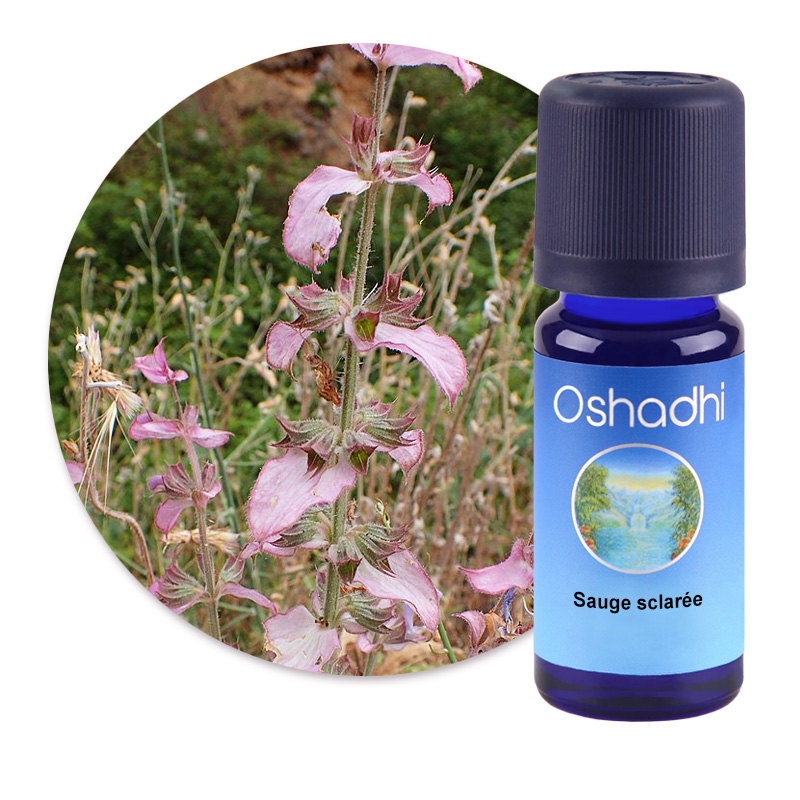 Sauge sclarée [2660]