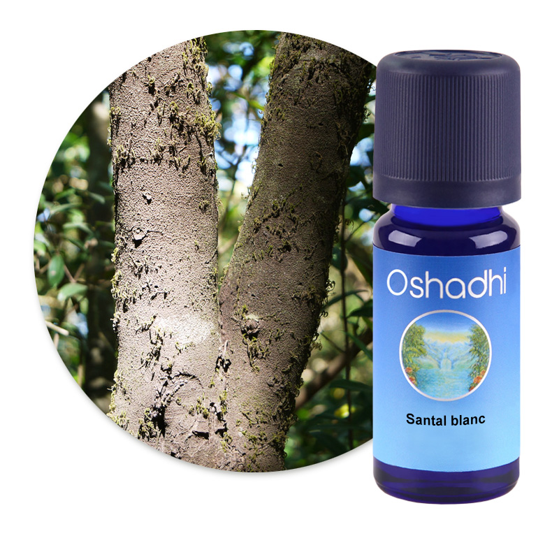 Santal blanc [2680]