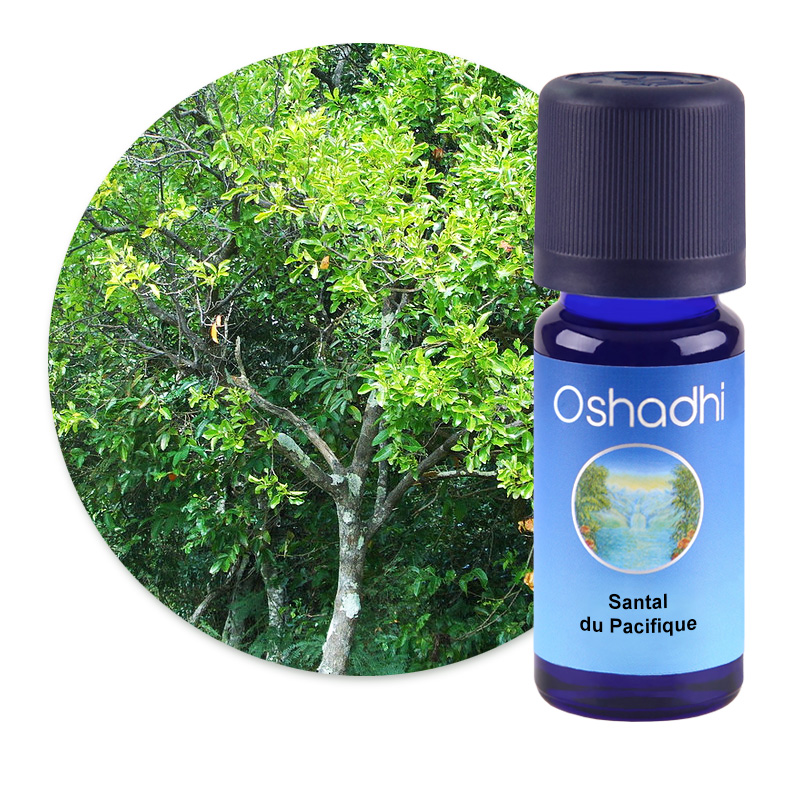 Santal du Pacifique [2682]