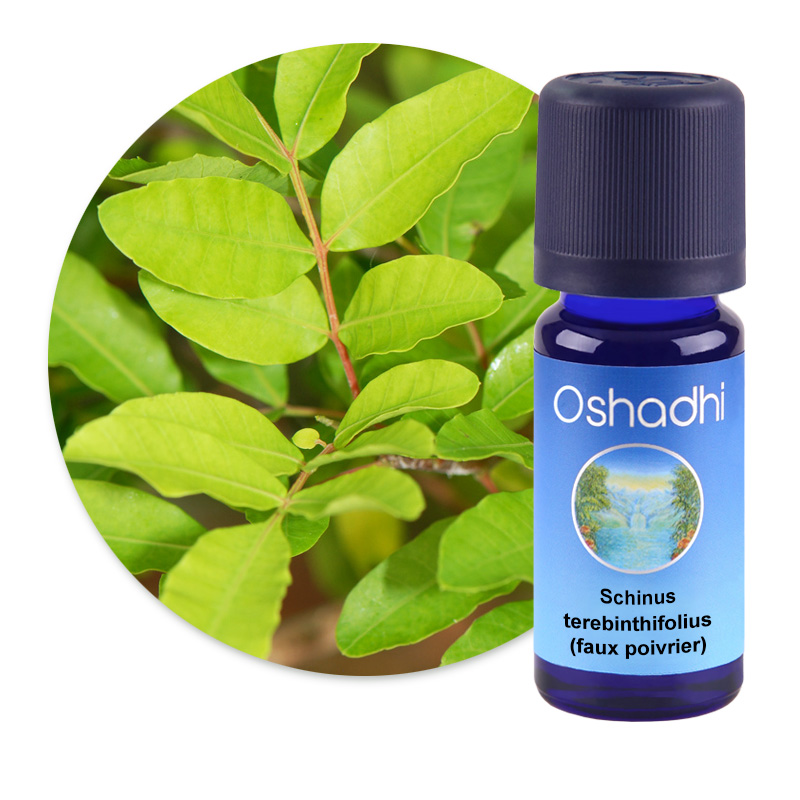 Schinus terebinthifolius (Faux poivrier) [2716]