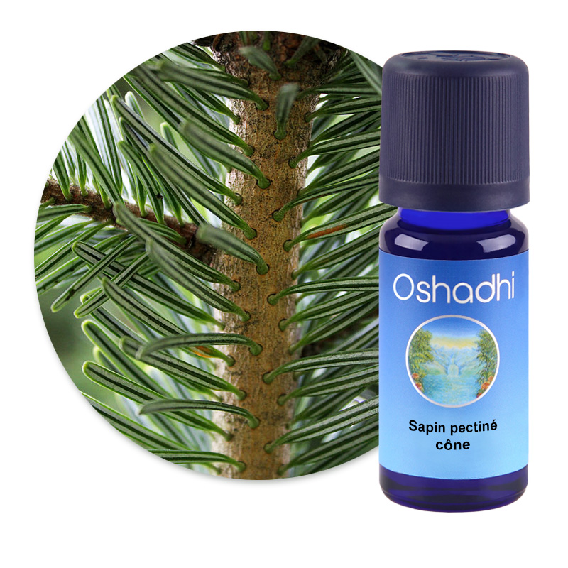 Sapin pectiné, cône [2775]