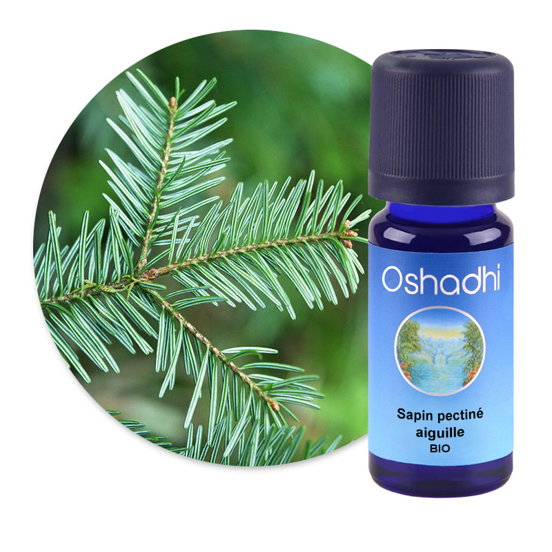Sapin pectiné, aiguille [2777]