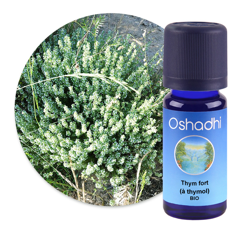 Thym fort (à thymol) [2830]