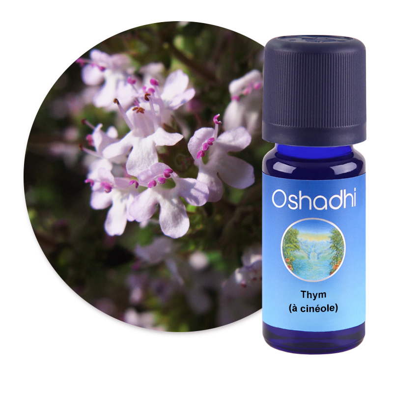 Thym (à cinéole) [2872]