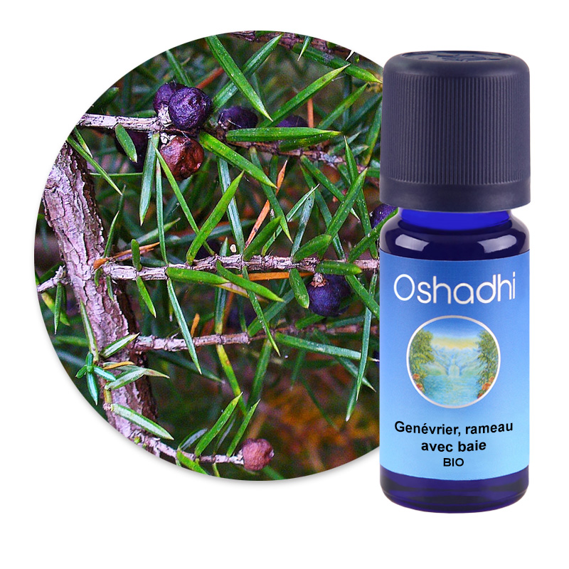 Genévrier, rameau avec baie [2990]