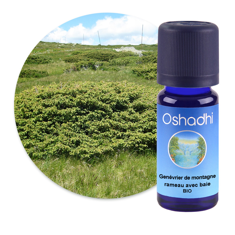 Genévrier de montagne, rameau avec baie [3000]